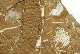 Ordovician Kukersite Oil Shale w/ Bryozoan & Trilobite Fossils #369579-1
